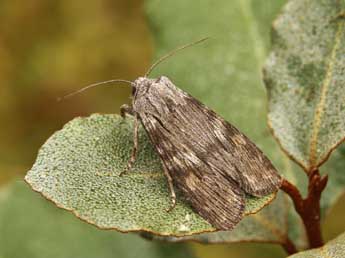 Scotochrosta pulla D. & S. adulte - �Lionel Taurand