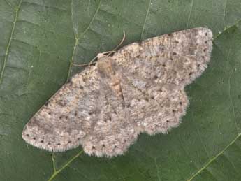 Charissa pullata D. & S. adulte - �Philippe Mothiron