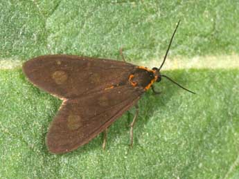 Dysauxes famula Frr adulte - �Philippe Mothiron