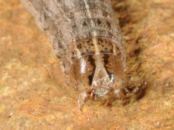  Chenille de Leucania punctosa Tr. - �Wolfgang Wagner, www.pyrgus.de