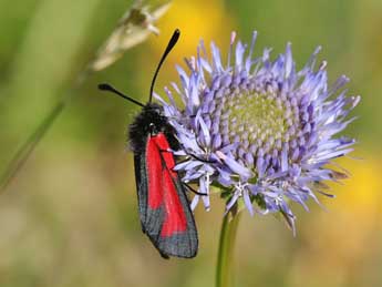 Zygaena purpuralis Br�nn. adulte - �Lionel Taurand