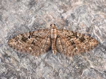 Eupithecia pusillata D. & S. adulte - �Philippe Mothiron