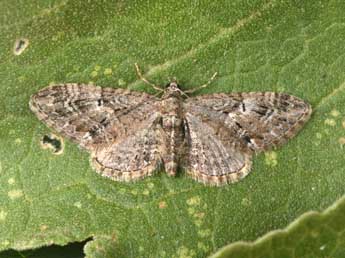 Eupithecia pusillata D. & S. adulte - �Philippe Mothiron
