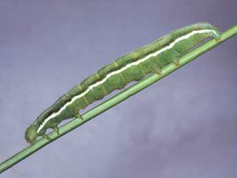  Chenille de Plusia putnami Grote - �Kimmo Silvonen