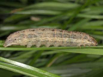  Chenille de Leucania putrescens Hb. - �Wolfgang Wagner, www.pyrgus.de