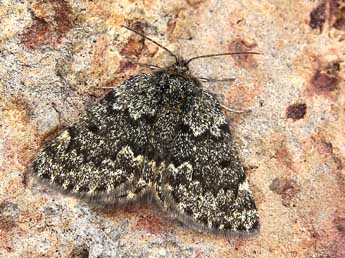 Psodos pyrenaica Schaw. adulte - �Lionel Taurand