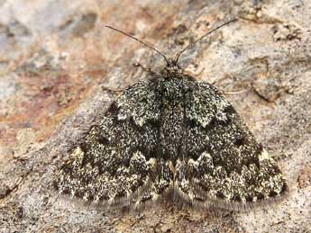 Psodos pyrenaica Schaw. adulte - �Lionel Taurand