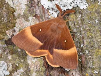 Lasiocampa quercus L. adulte - �Philippe Mothiron