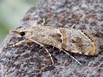 Euchromius ramburiellus Dup. adulte - �Friedmar Graf