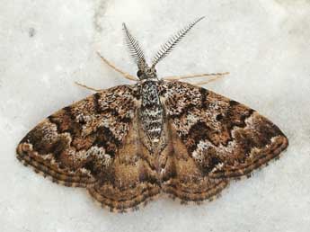 Oar reaumuraria Mill. adulte - �Friedmar Graf