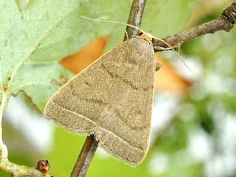 Simplicia rectalis Ev. adulte - �Friedmar Graf