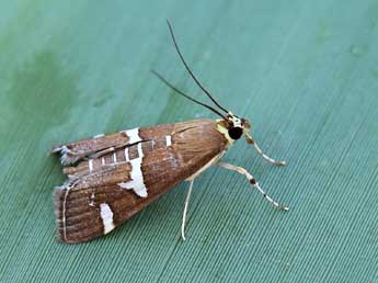 Spoladea recurvalis F. adulte - �Lionel Taurand