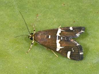 Spoladea recurvalis F. adulte - �Philippe Mothiron