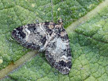 Perizoma juracolaria Whrl. adulte - �Daniel Morel