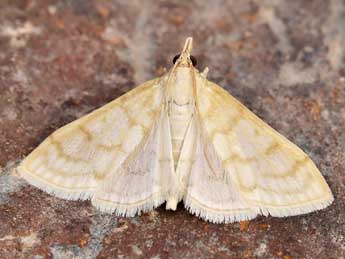 Paracorsia repandalis D. & S. adulte - �Lionel Taurand