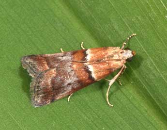 Acrobasis repandana F. adulte - �Philippe Mothiron