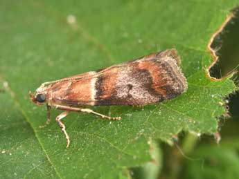 Acrobasis repandana F. adulte - �Philippe Mothiron