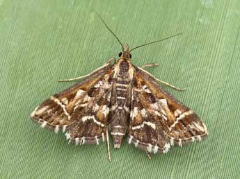 Diasemia reticularis L. adulte - �Lionel Taurand