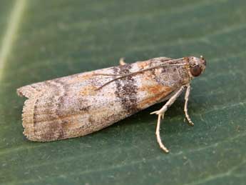 Sciota rhenella Zck. adulte - �Lionel Taurand