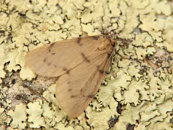 Paidia rica Frr adulte - �Lionel Taurand