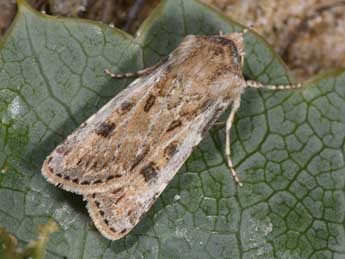 Agrotis ripae Hb. adulte - �Philippe Mothiron