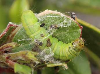  Chenille de Acrobasis romanella Mill. - �Lionel Taurand