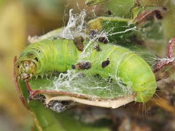  Chenille de Acrobasis romanella Mill. - �Lionel Taurand