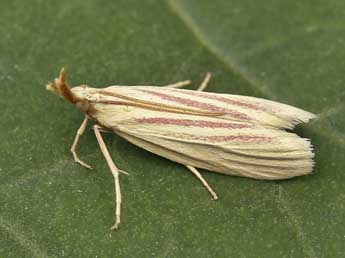 Hypsotropa gallohispanicella Lrt adulte - �Lionel Taurand