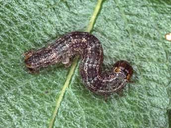  Chenille de Hydriomena ruberata Frr - �Kimmo Silvonen