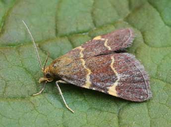 Hypsopygia rubidalis D. & S. adulte - �Lionel Taurand