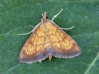 Ecpyrrhorrhoe rubiginalis Hb. adulte - �Lionel Taurand