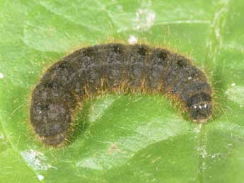  Chenille de Conistra rubiginea D. & S. - �Philippe Mothiron