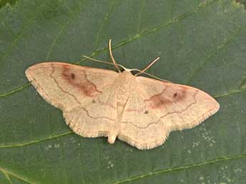 Idaea rubraria Stgr adulte - �Philippe Mothiron