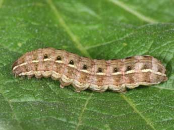  Chenille de Cerastis rubricosa D. & S. - �Philippe Mothiron