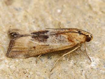 Pterothrixidia rufella Dup. adulte - �Lionel Taurand