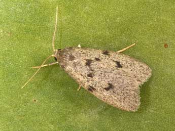 Apaidia rufeola Rbr adulte - �Philippe Mothiron