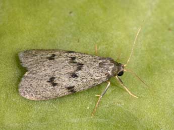 Apaidia rufeola Rbr adulte - �Philippe Mothiron