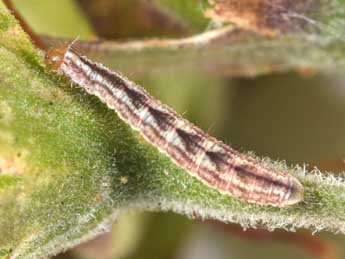  Chenille de Gymnoscelis rufifasciata Hw. - �Philippe Mothiron