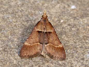 Stemmatophora rungsi Lrt adulte - �Lionel Taurand