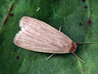 Pseudokatha rungsi Toulgo�t adulte - �Daniel Morel