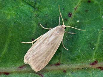 Pseudokatha rungsi Toulgo�t adulte - �Daniel Morel