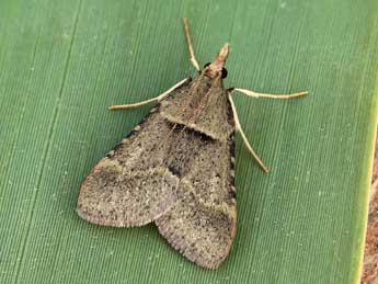 Stemmatophora rungsi Lrt adulte - �Lionel Taurand