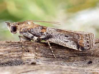 Gymnancyla ruscinonella Rag. adulte - �Friedmar Graf