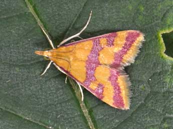 Pyrausta sanguinalis L. adulte - �Philippe Mothiron