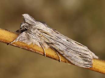 Cucullia santolinae Rbr adulte - �Lionel Taurand