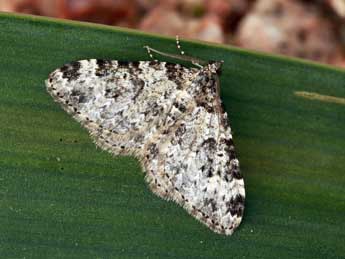 Xanthorhoe sardisjuncta Hausm. adulte - �Daniel Morel