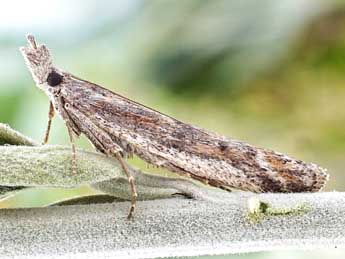 Ancylosis sareptalla H.-S. adulte - �Friedmar Graf