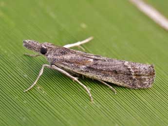 Ancylosis sareptalla H.-S. adulte - �Lionel Taurand