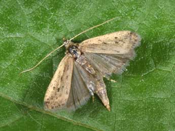 Phycitodes saxicola Vaughan adulte - �Philippe Mothiron