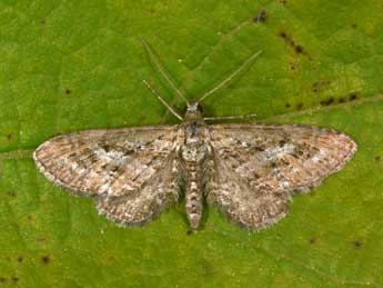 Eupithecia scopariata Rbr adulte - �Philippe Mothiron